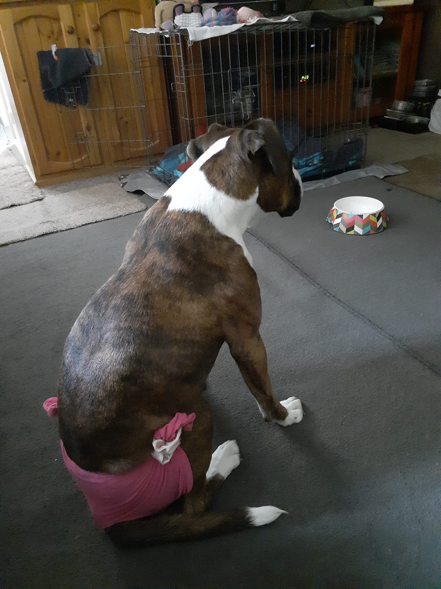 Why does my dog pee on the bed after heat cycle?