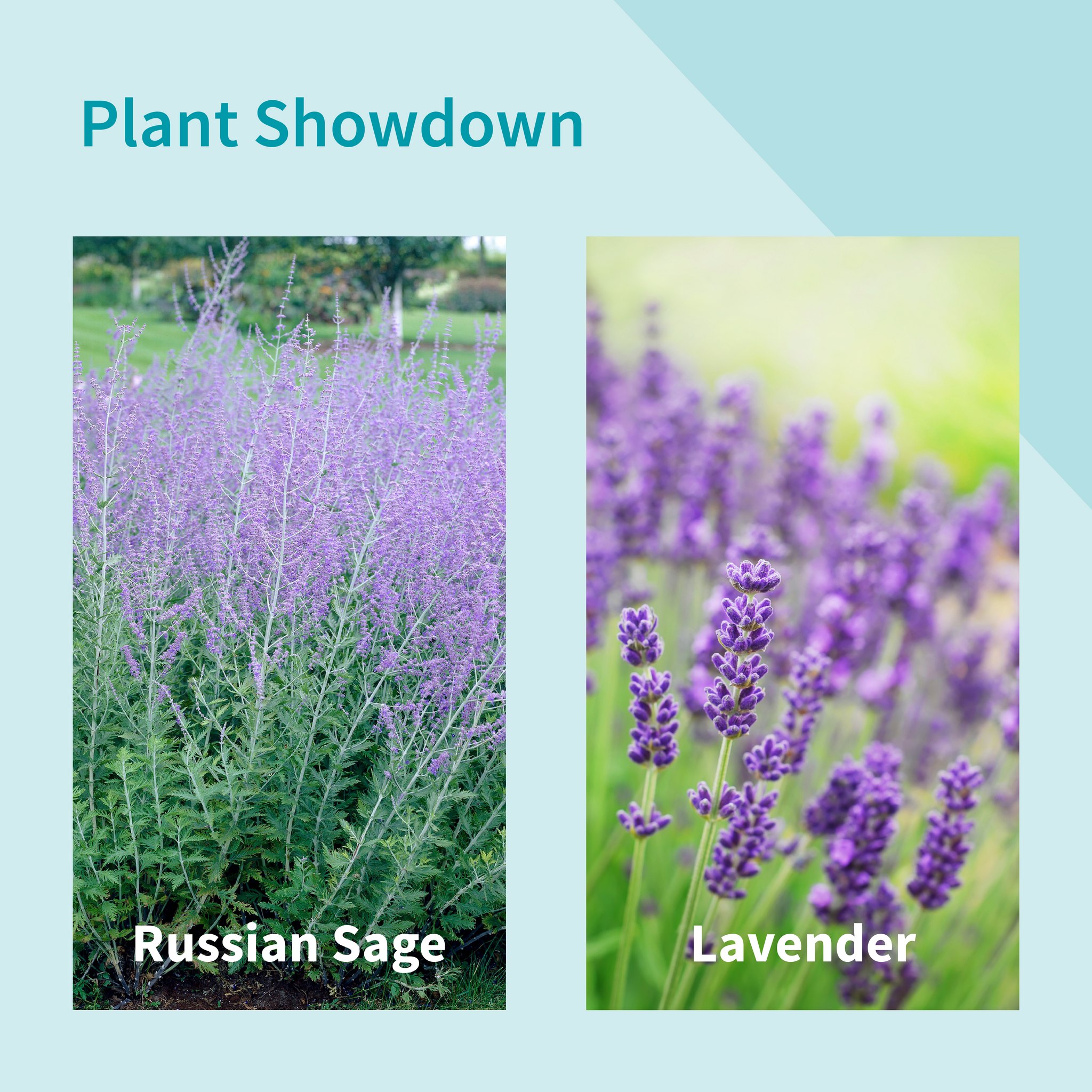 Russian Sage Vs Lavender