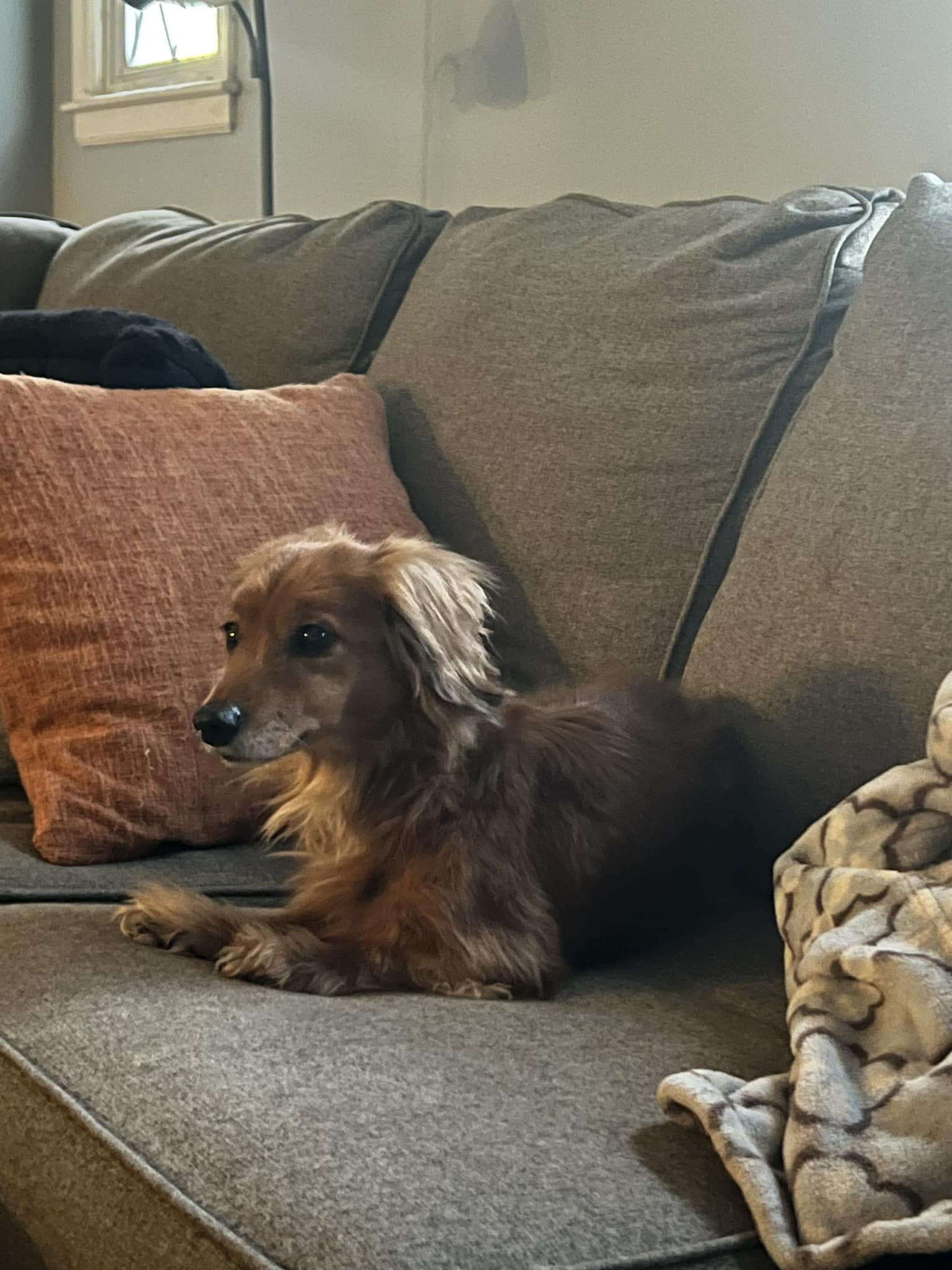 Was originally found but escaped the finder's kennel. Jessica