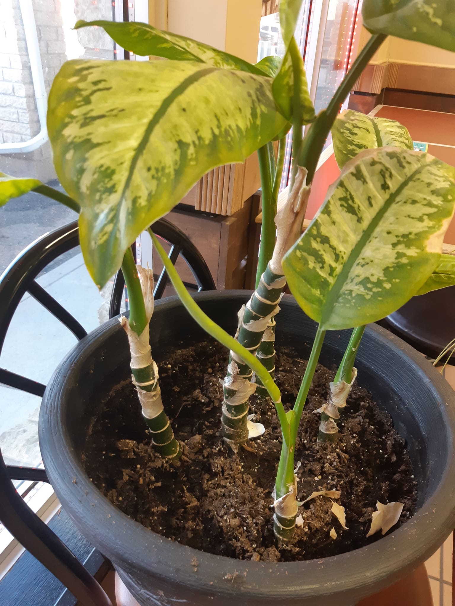 Can someone help me identify this planty.