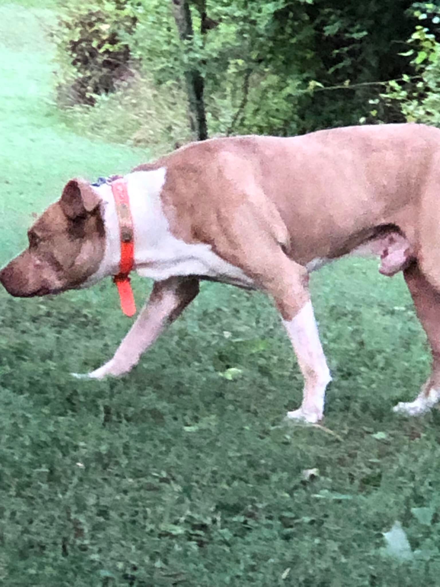 Community of Ahoskie, NC | Anyone missing a tan male pitty | Facebook
