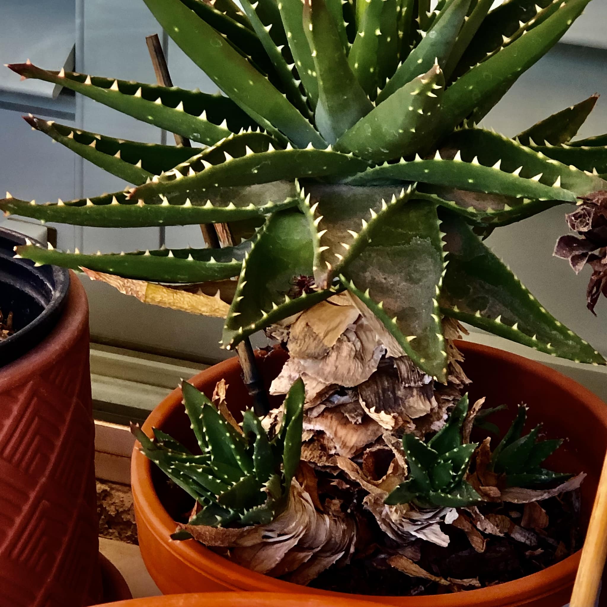 For show 🐉 Platycerium Hillii 'Dragon Claw #2'