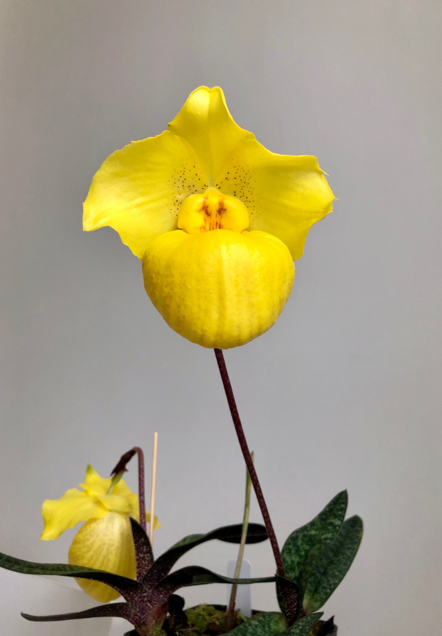 Paph. armeniacum…the cutest thing