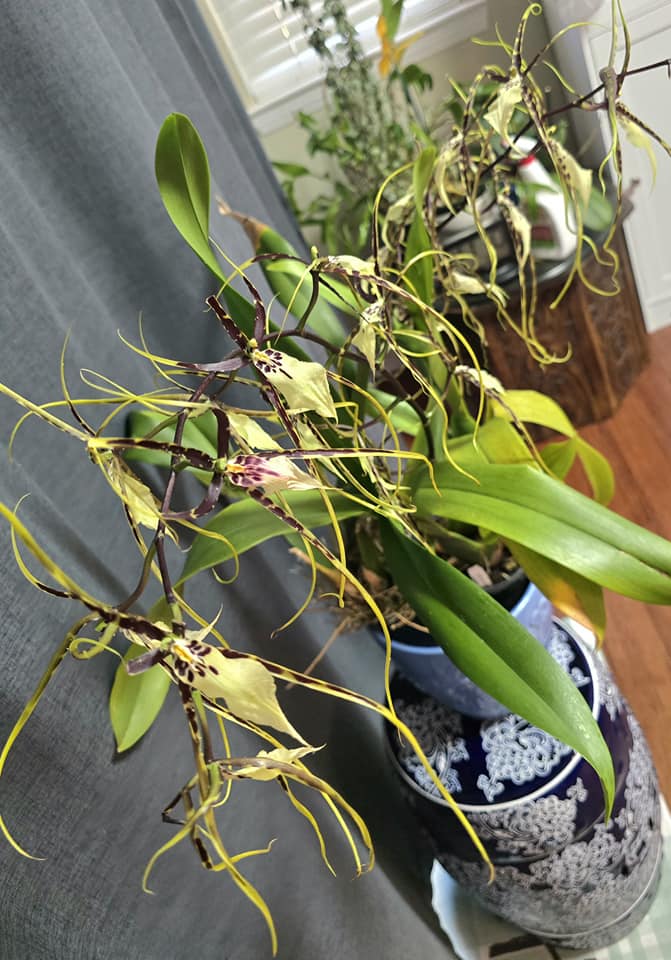Kenneth Bivin Santa Barbara orchid with large honey-scented flowers