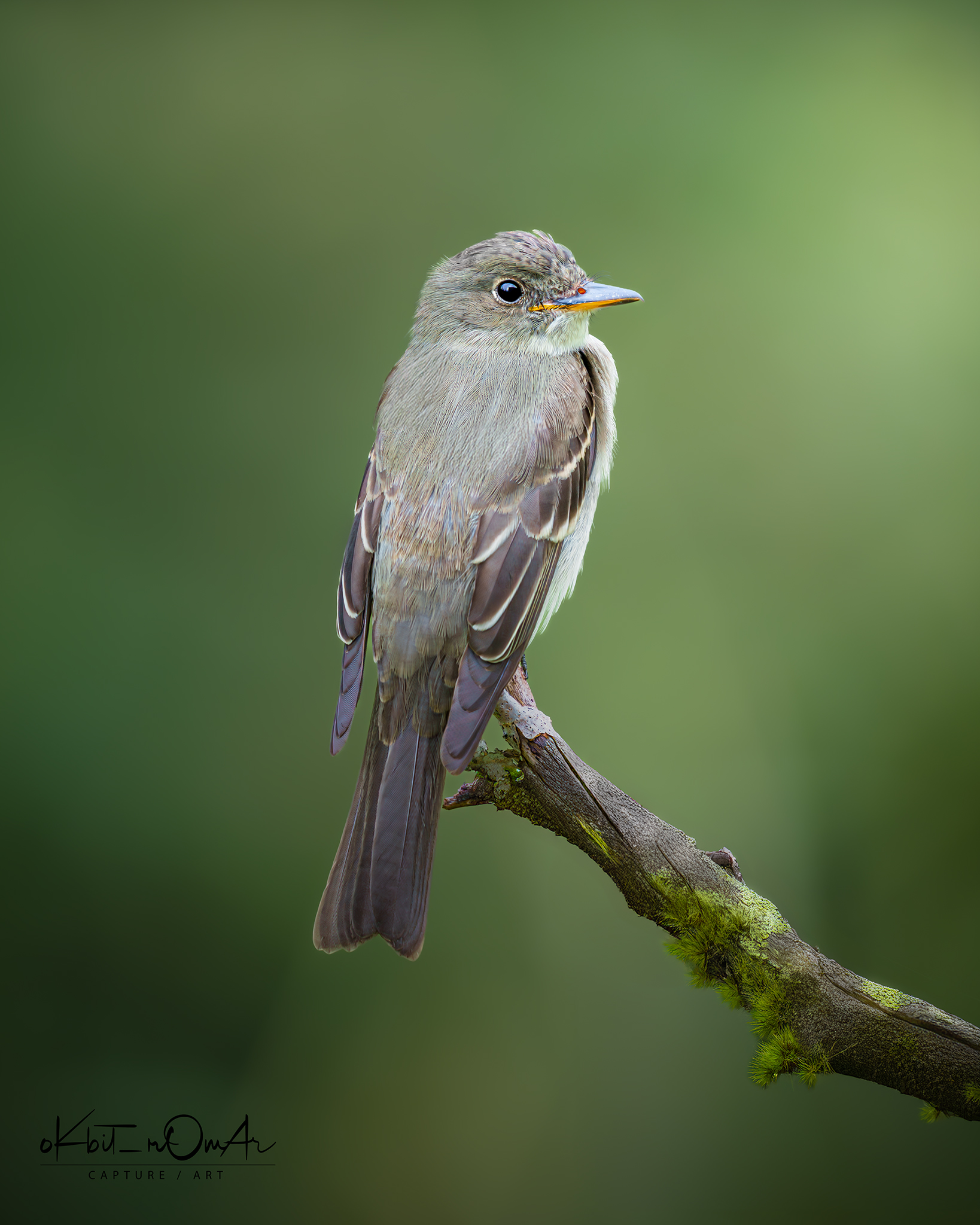 Okbit - Eastern Wood-pewee Pulaski, MO 2024 The olive-brown Eastern ...