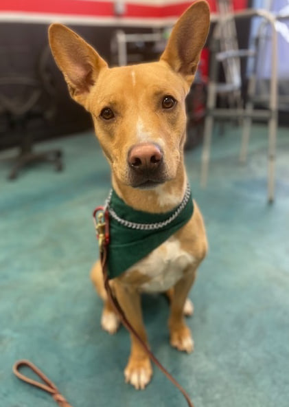 Beau is a 60 pound 2 year old... - Save Ohio Strays