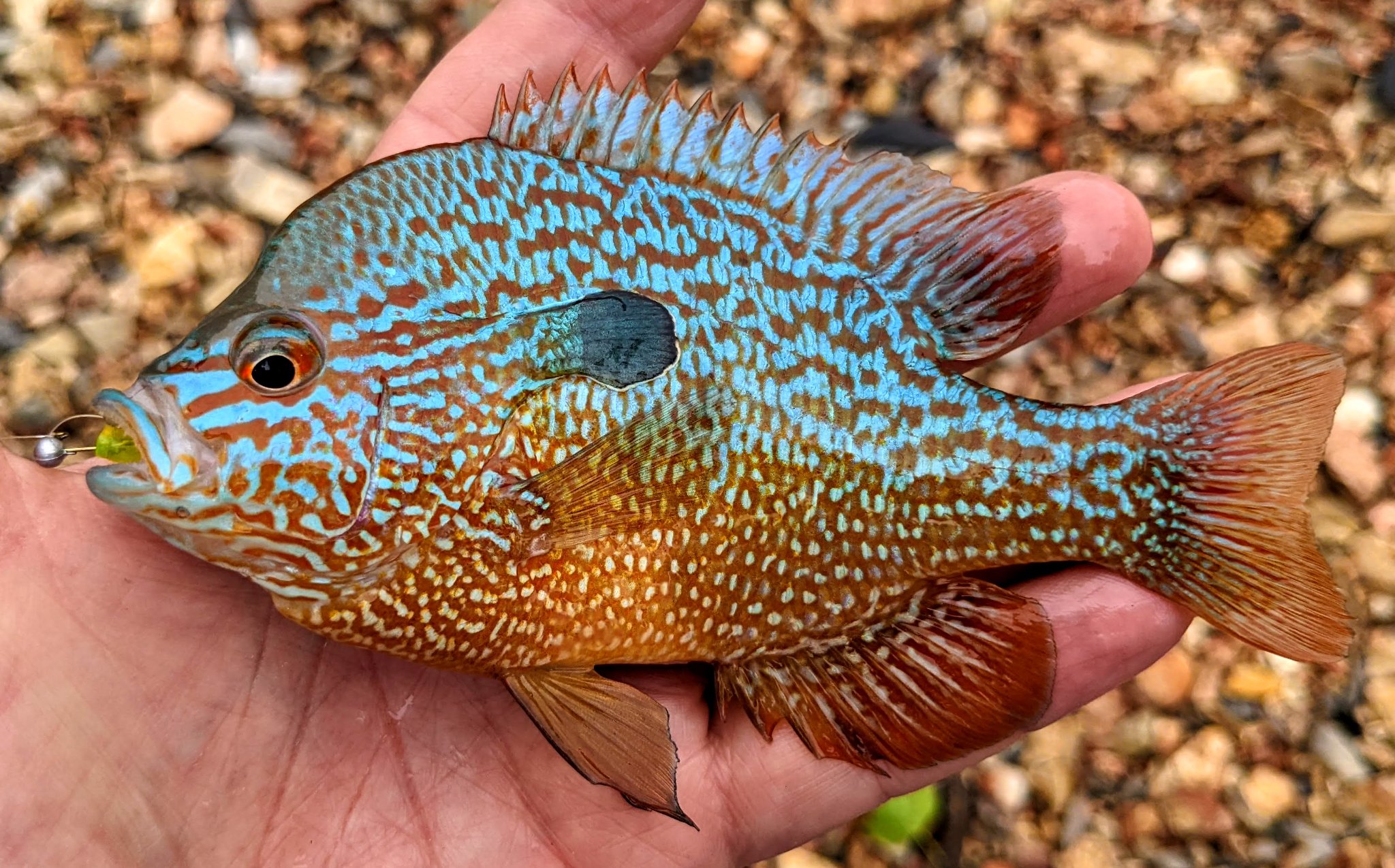 NANFA - North American Native Fishes Association | Castor River, SE ...
