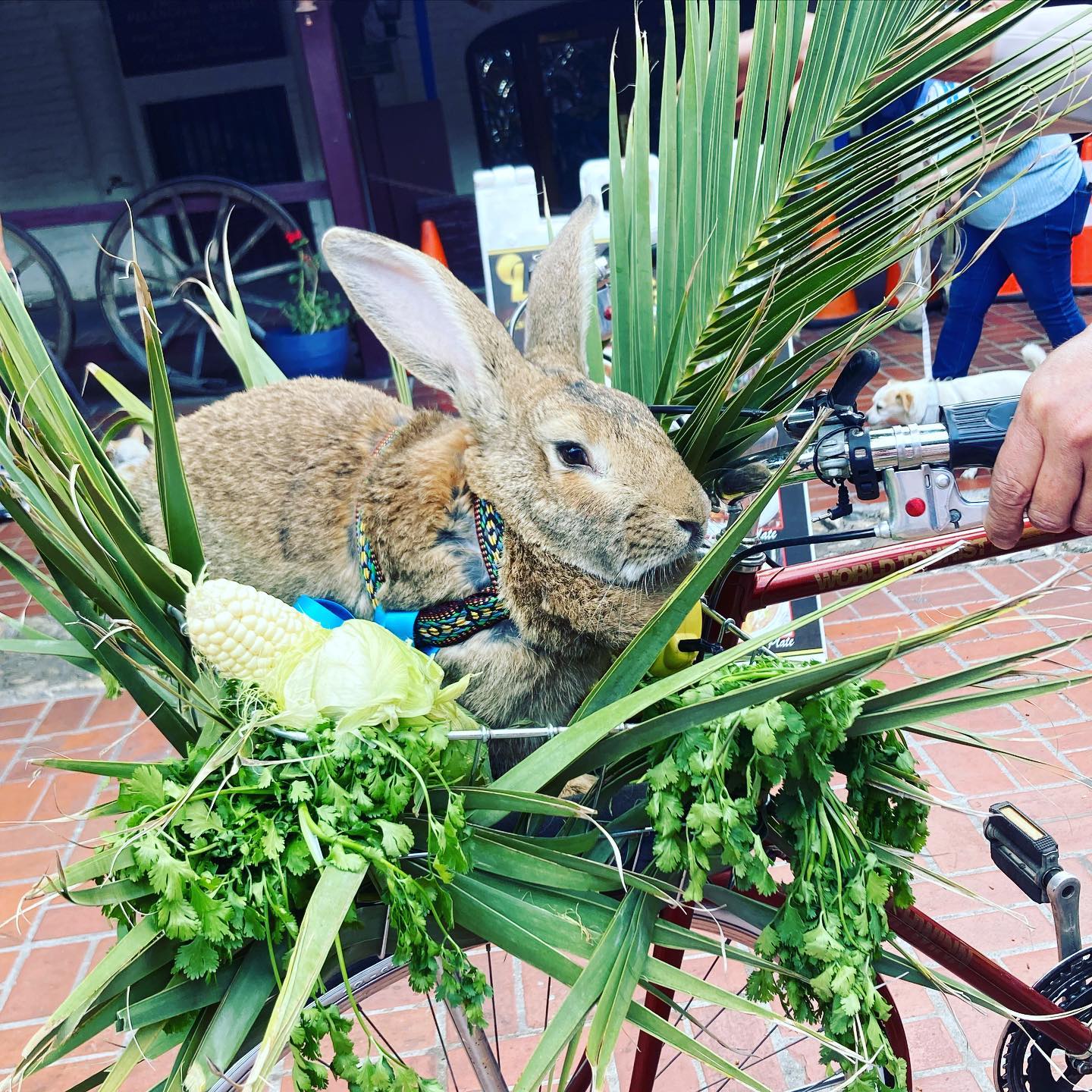 Olvera Street Merchants Association Foundation - @labunnybunbun is ...
