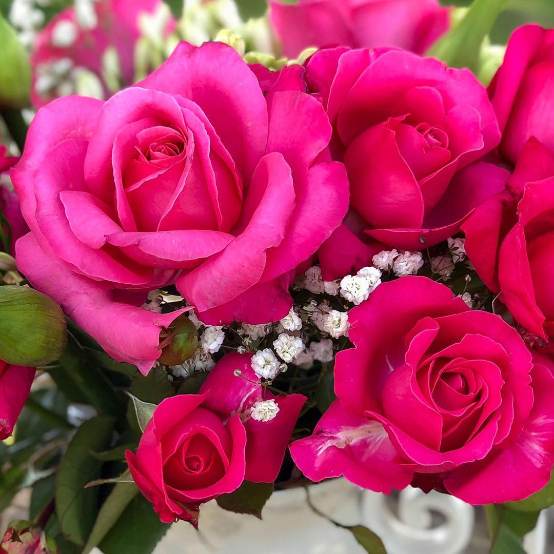 The fundraising rose for the WFRS... - Roses in the Illawarra
