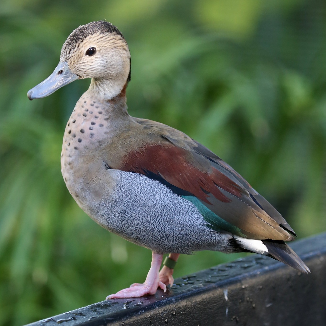Reid Park Zoo - We are used to seeing ducks both on land... | Facebook
