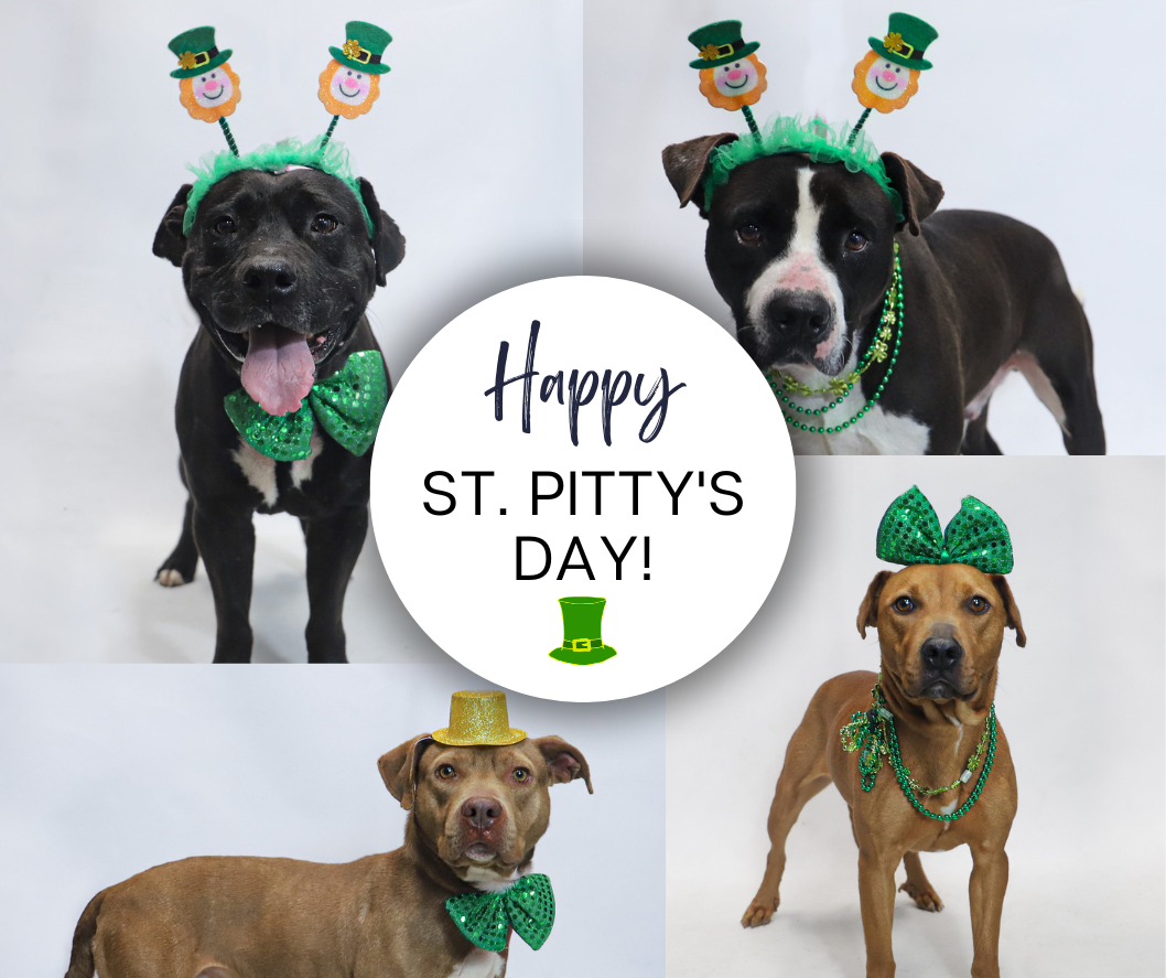 Thomasville - Happy St. Pitty's Day! Do you need a partner for your St ...