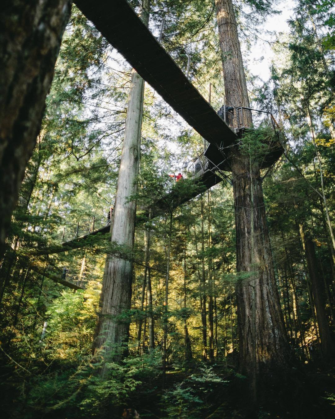 Tree Climbing in Vancouver