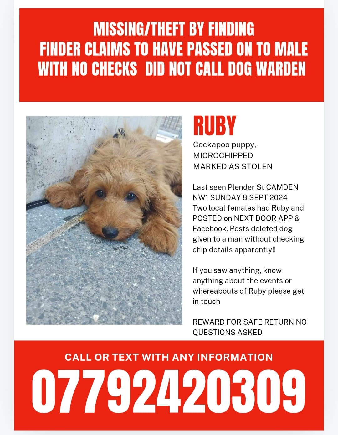 PUPPY Ruby MISSING/STOLEN CAMDEN LONDON NW1 | Facebook