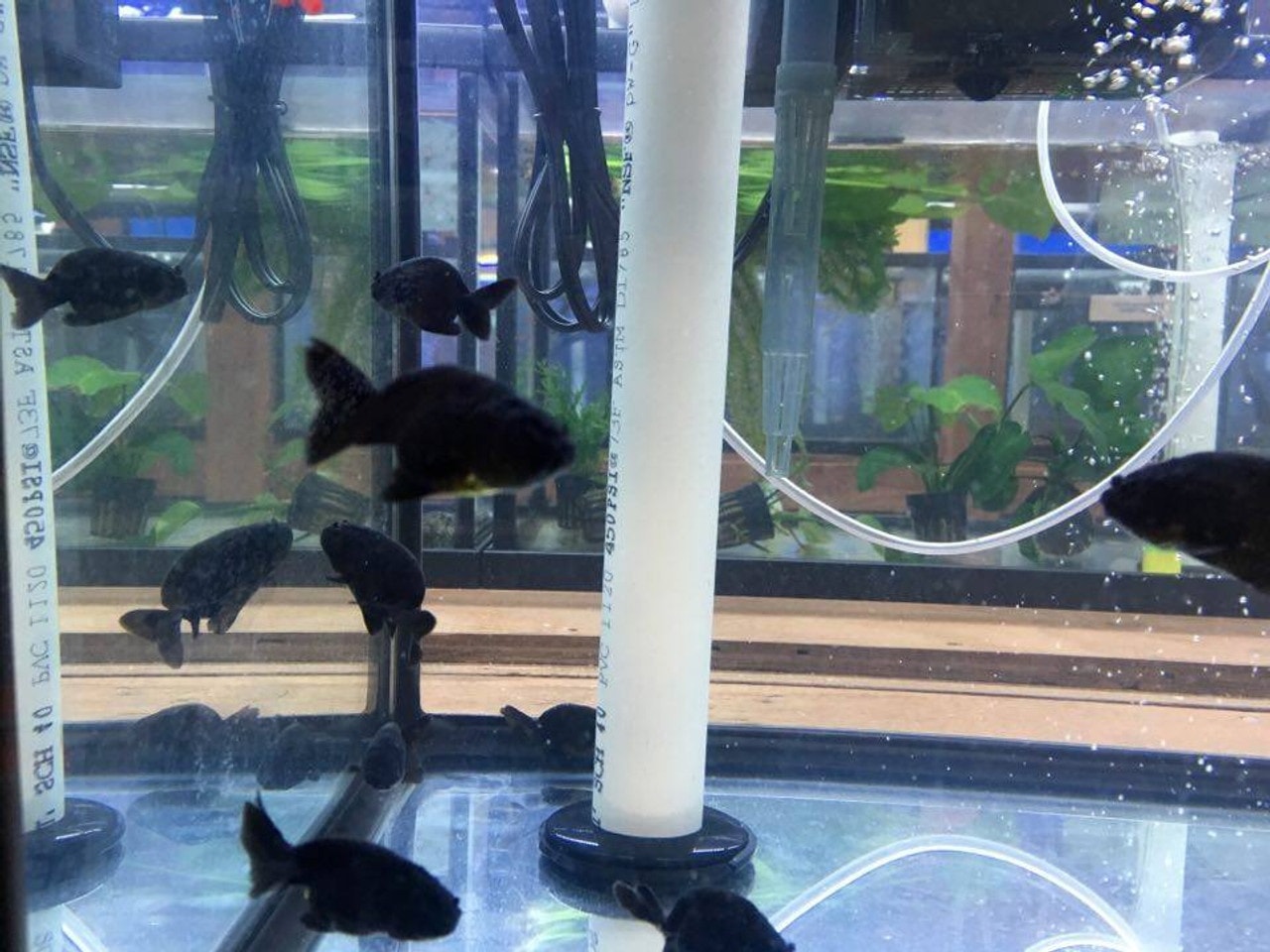 Ranchu Goldfish Colors and Varieties