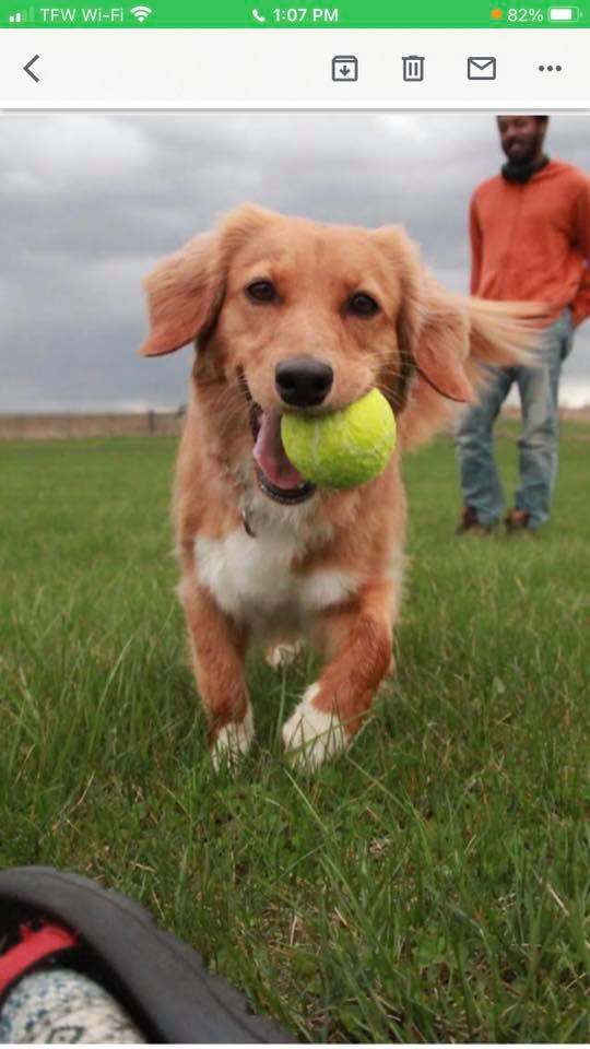 pending adoption **** Back up... - Toller Rescue Inc | Facebook