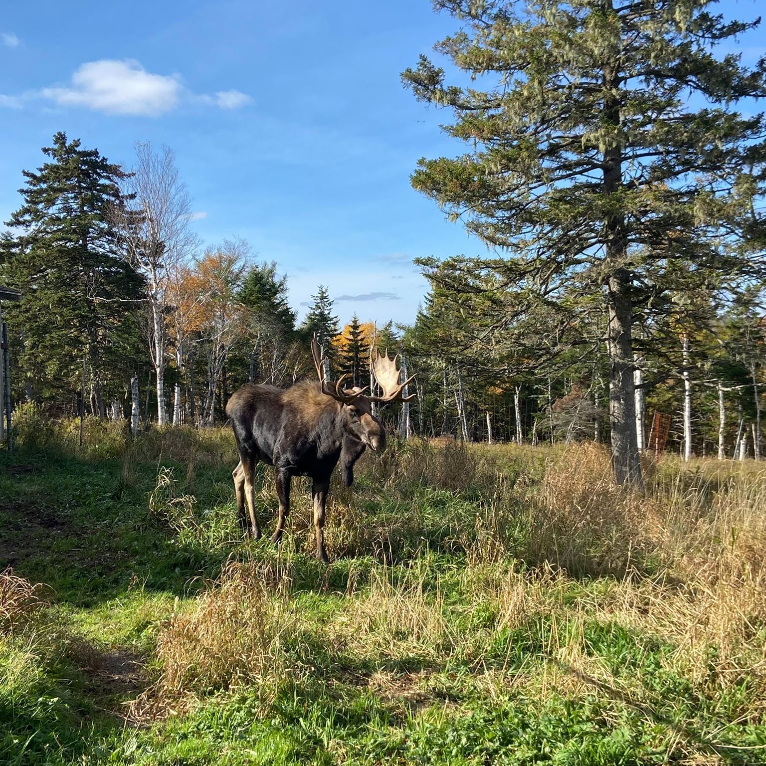 Avery the Moose was around to... - Two Rivers Wildlife Park
