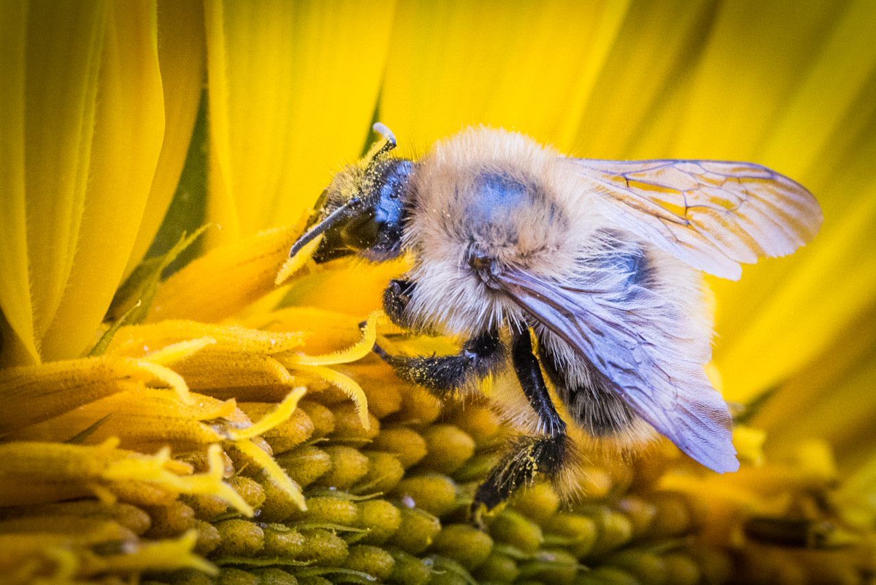SRUC - It's World Bee Day / Svetovni dan čebel! Did you know that ...