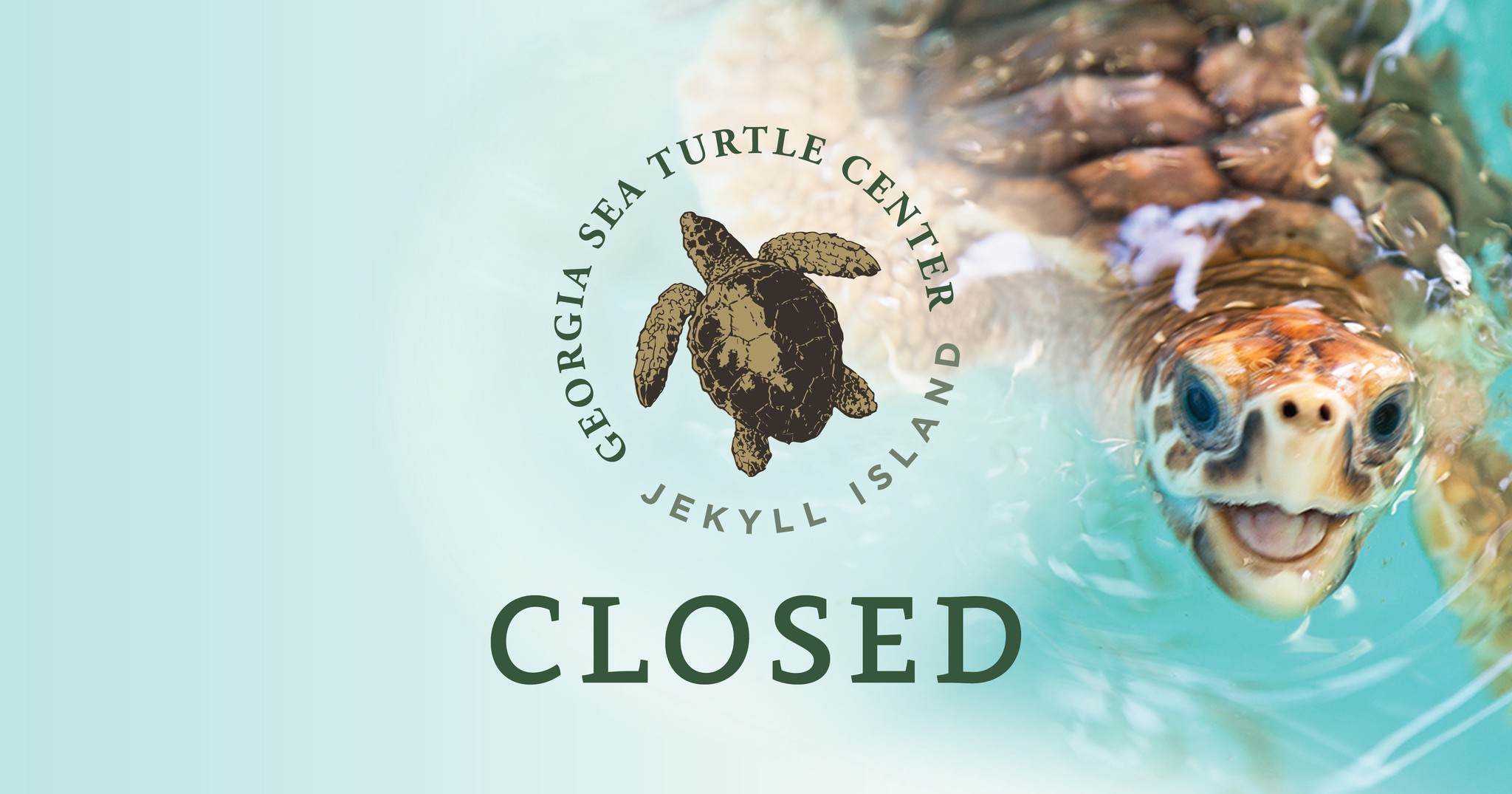 Georgia Sea Turtle Center - The Georgia Sea Turtle Center will be ...