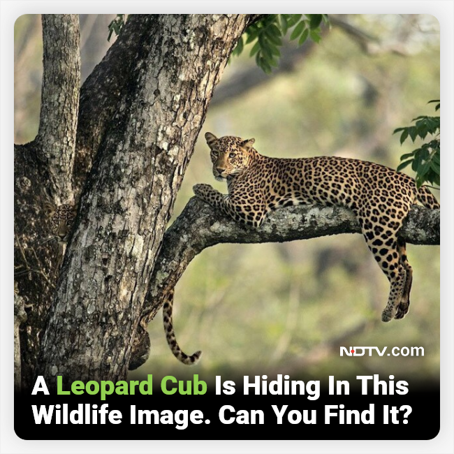 NDTV - A riddle is now doing the rounds on the Internet,...