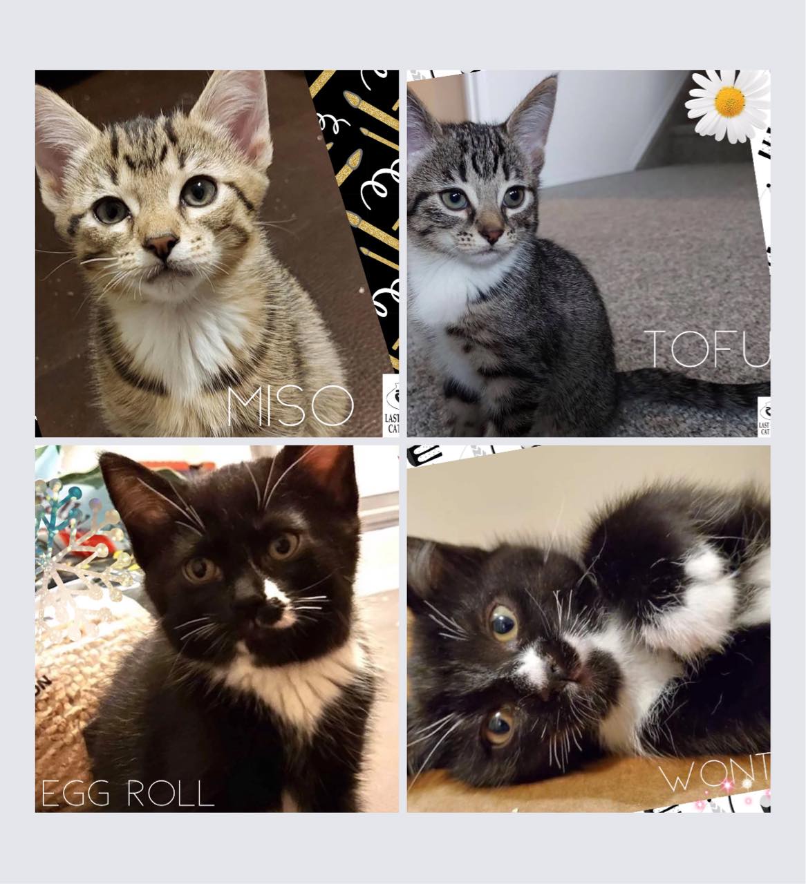 China’s kittens would... - Last Chance Cat Ranch Lethbridge