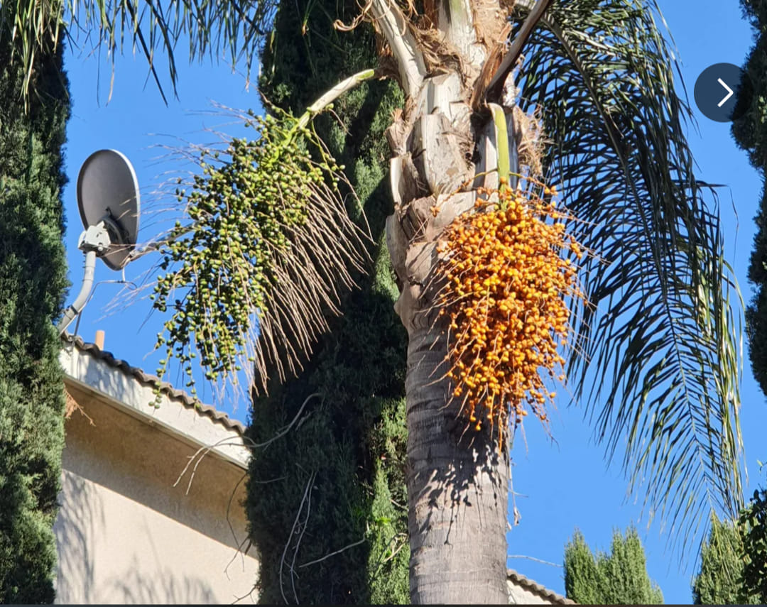 Not sure what Palm Tree is this, the fruits are interesting
