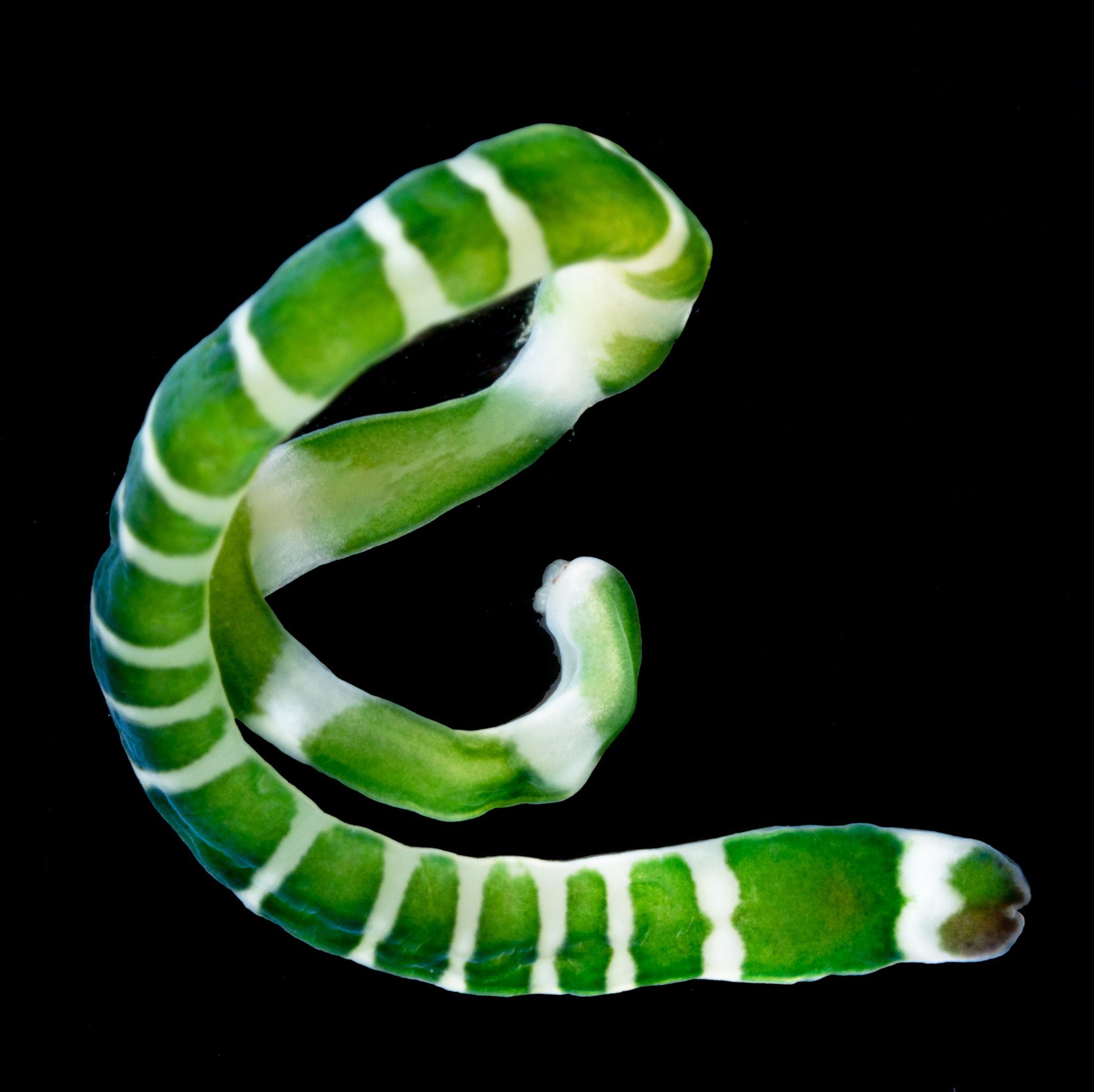 iNaturalist.org - Our #WormWednesday Observation of the...