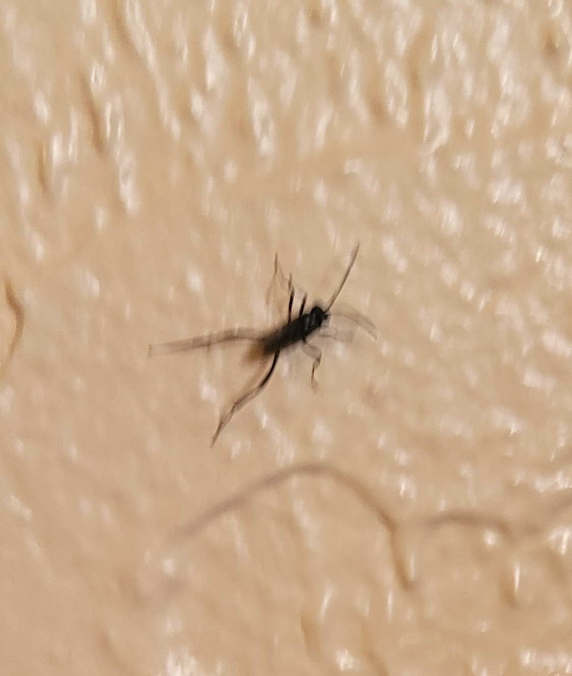 Anyone know what this is? I've seen them around my house lately.