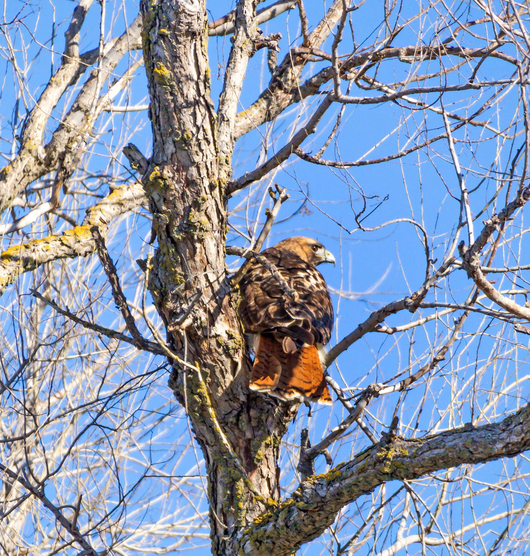 Birds of Prey | Red-tailed Hawk showing it's backside colors and red ...
