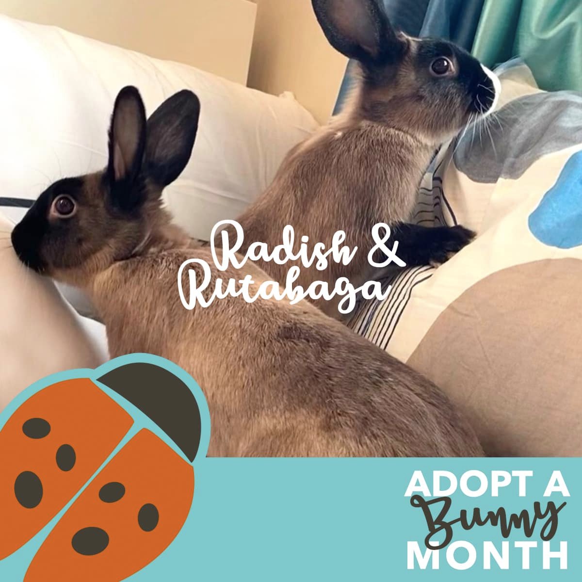 🐇 February is “Adopt A Rescued... - Ladybird Animal Sanctuary | Facebook