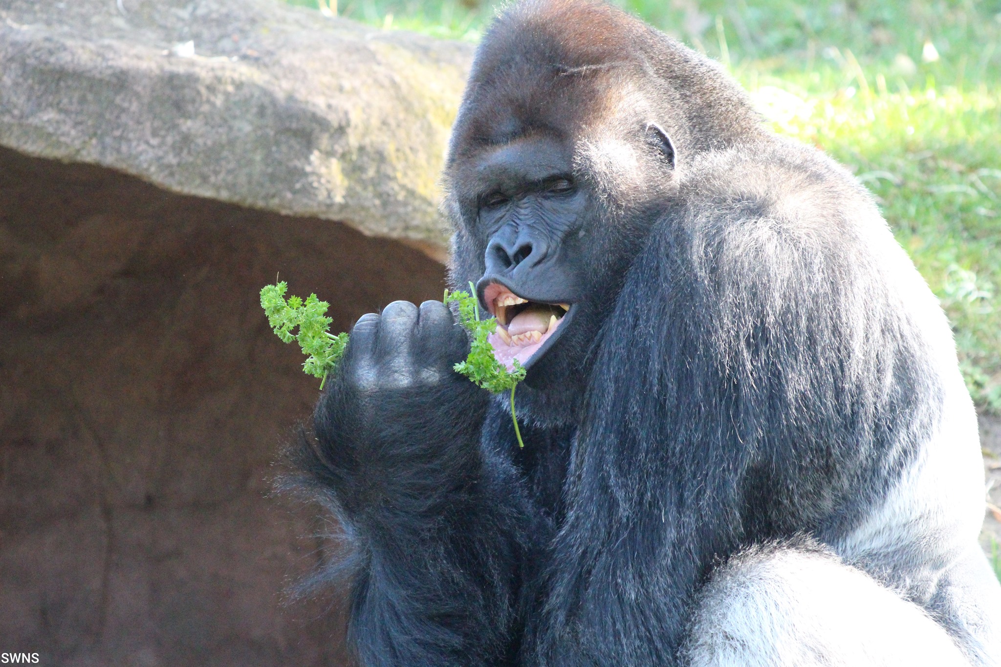A gorilla at the Prague Zoo in the Czech Republic has gone viral