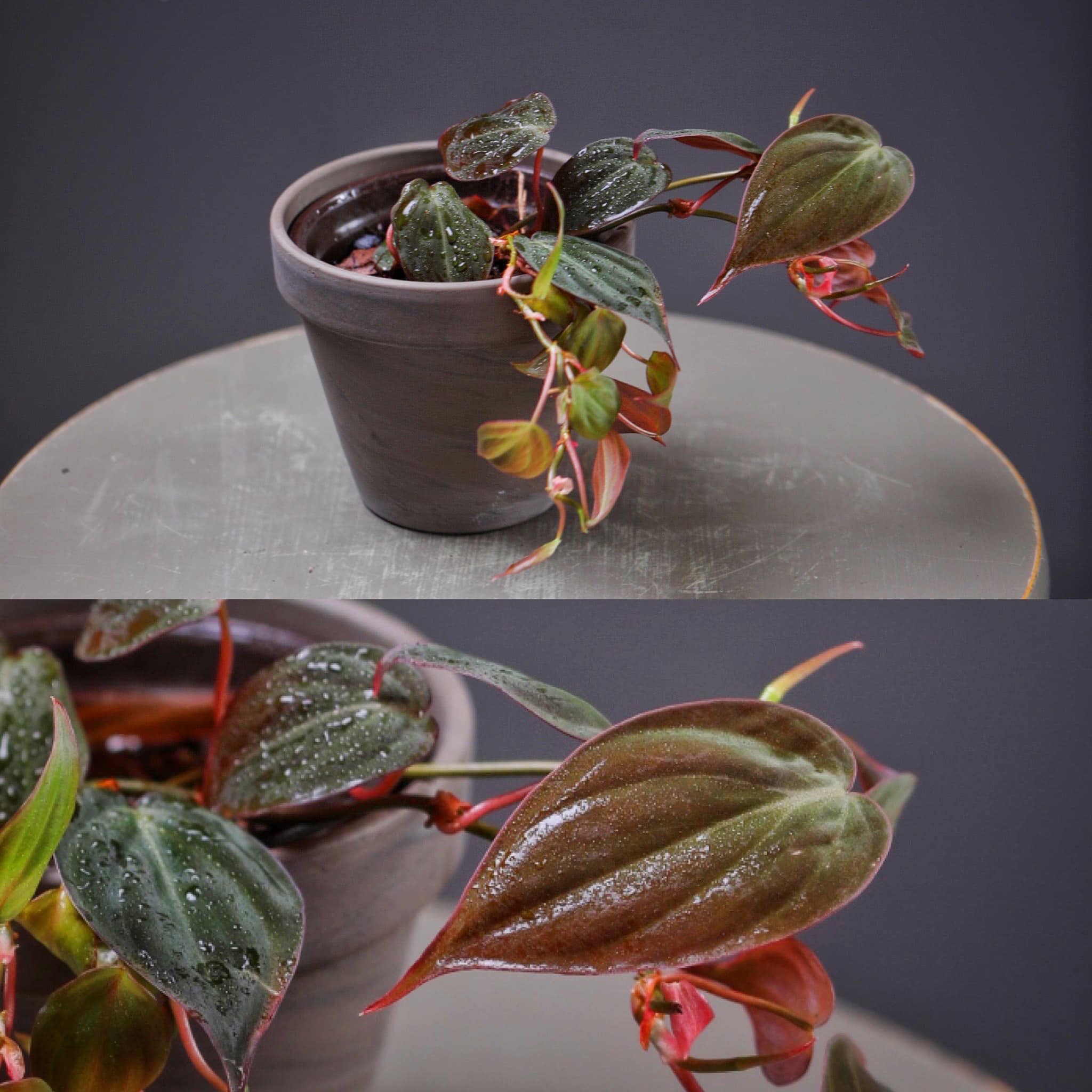 What is this pink variation of mican plant?