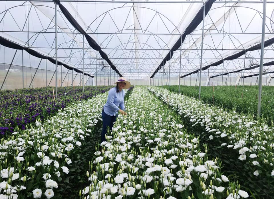Rio Roses - Our Rio Lisianthus farm is located on the... | Facebook