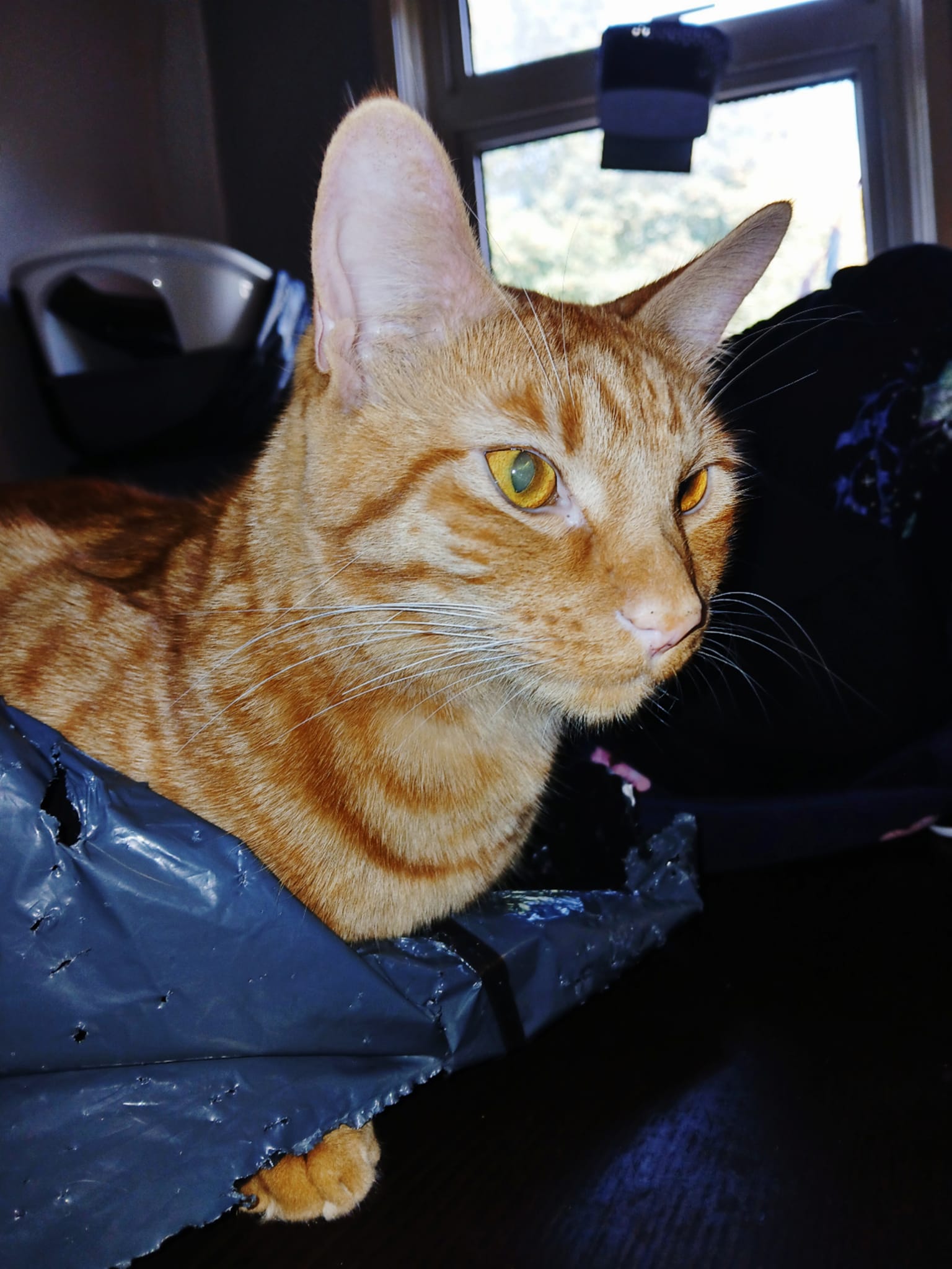 How to repair cat claw holes in jeans?