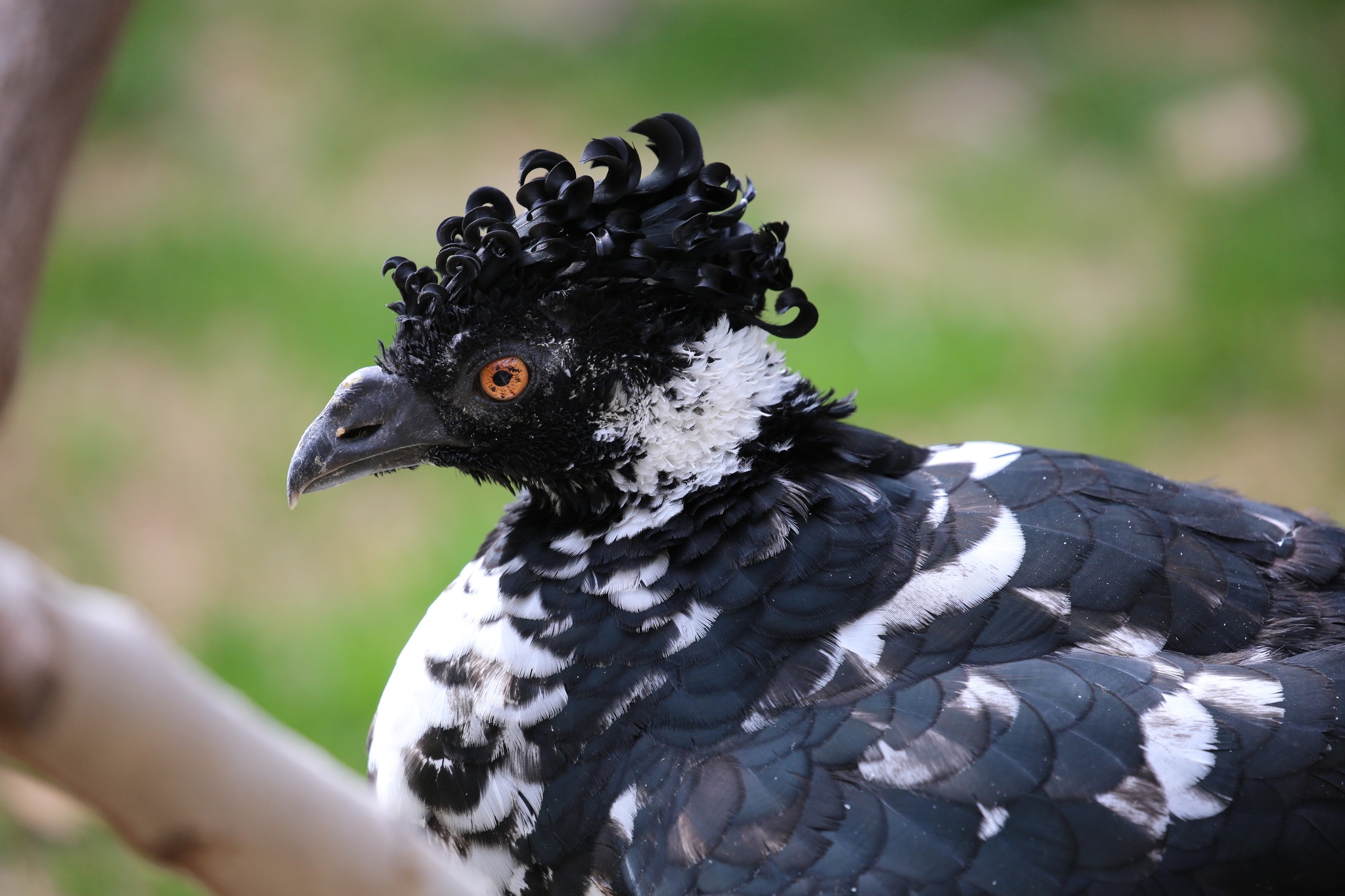 Yellow Knobbed Curassow