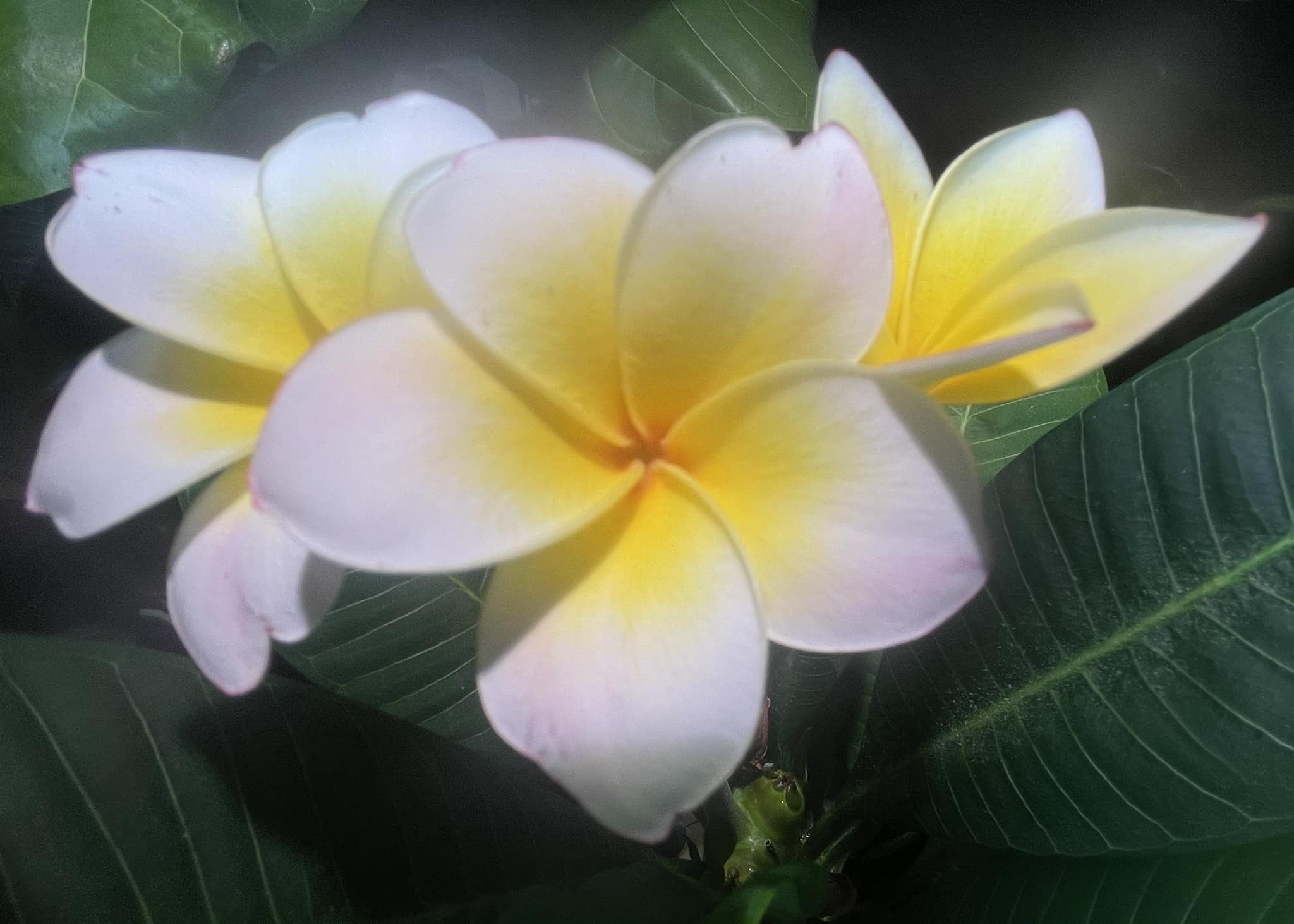 Saving tropical plumeria flowers from cold temperatures