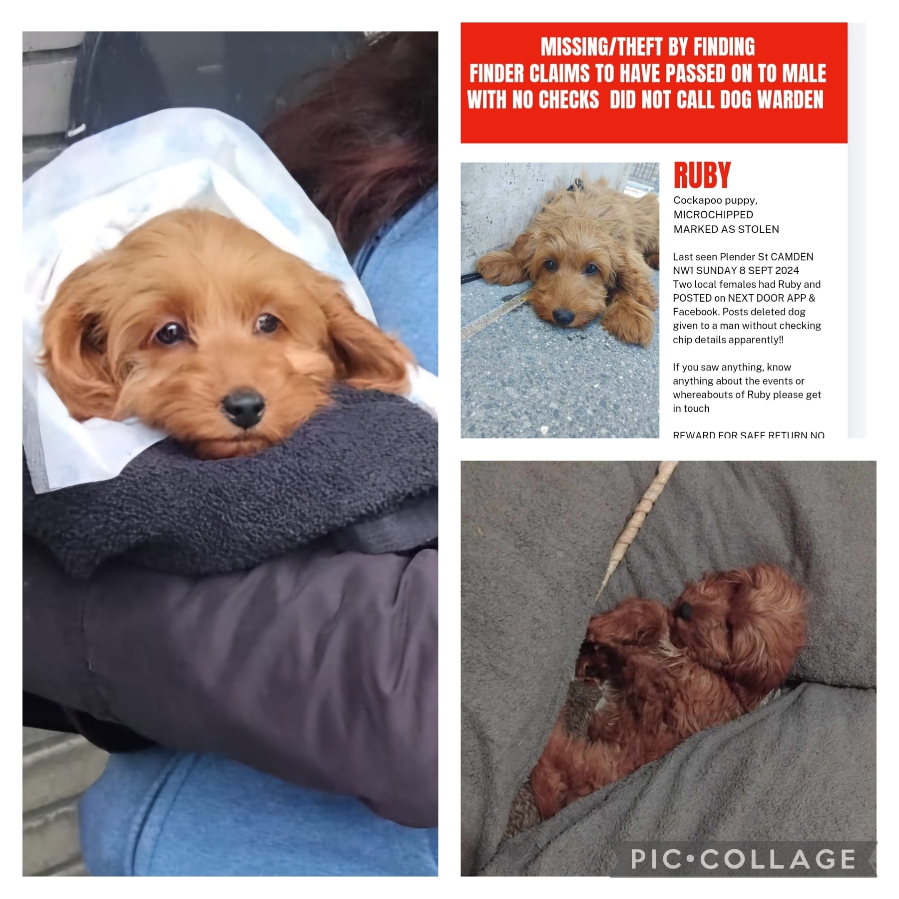 PUPPY Ruby MISSING/STOLEN CAMDEN LONDON NW1 | Facebook
