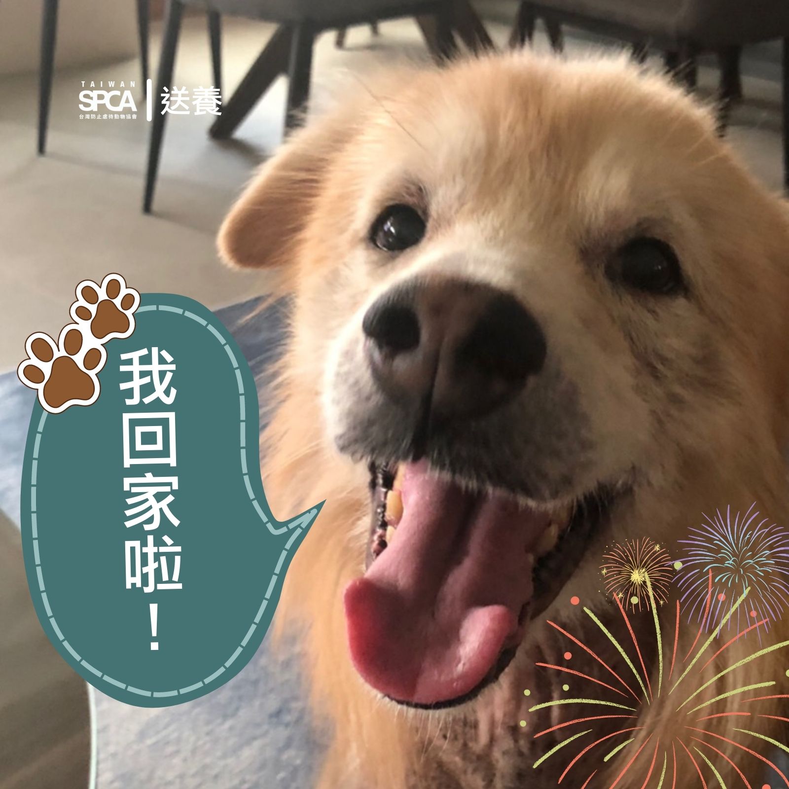 【送養成功│老狗的春天只是遲到不是不到，老麻糬回家啦！】 .... - Taiwan SPCA 台灣防止虐待動物協會 | Facebook