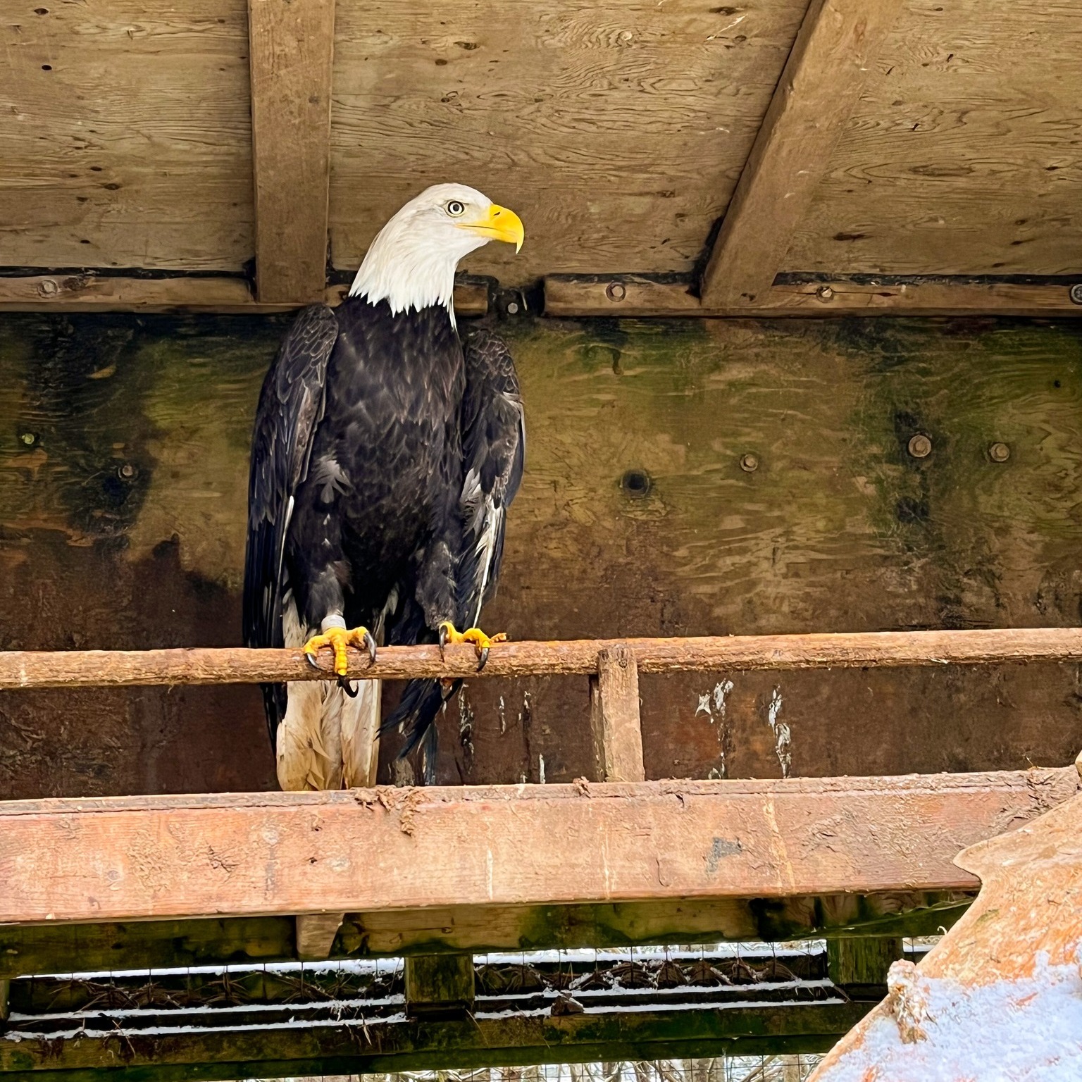 It's not everyday Park visitors... - Two Rivers Wildlife Park | Facebook