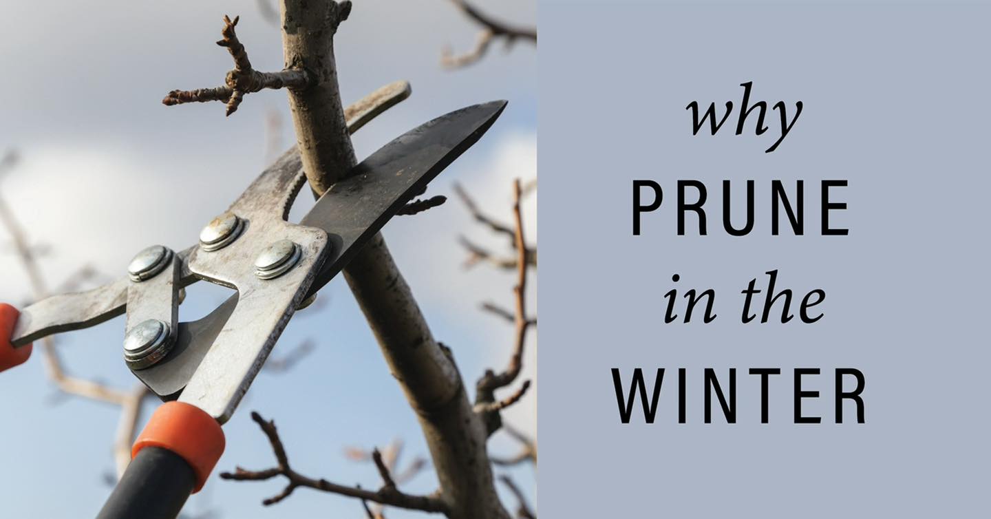 Flowerland - Here are the cold hard facts about pruning...