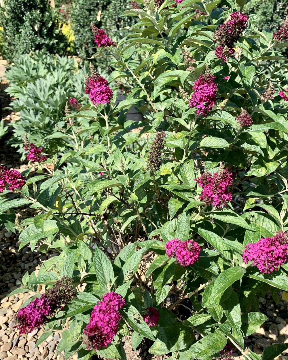 Our featured plant of... - Shreckhise Landscape and Design | Facebook