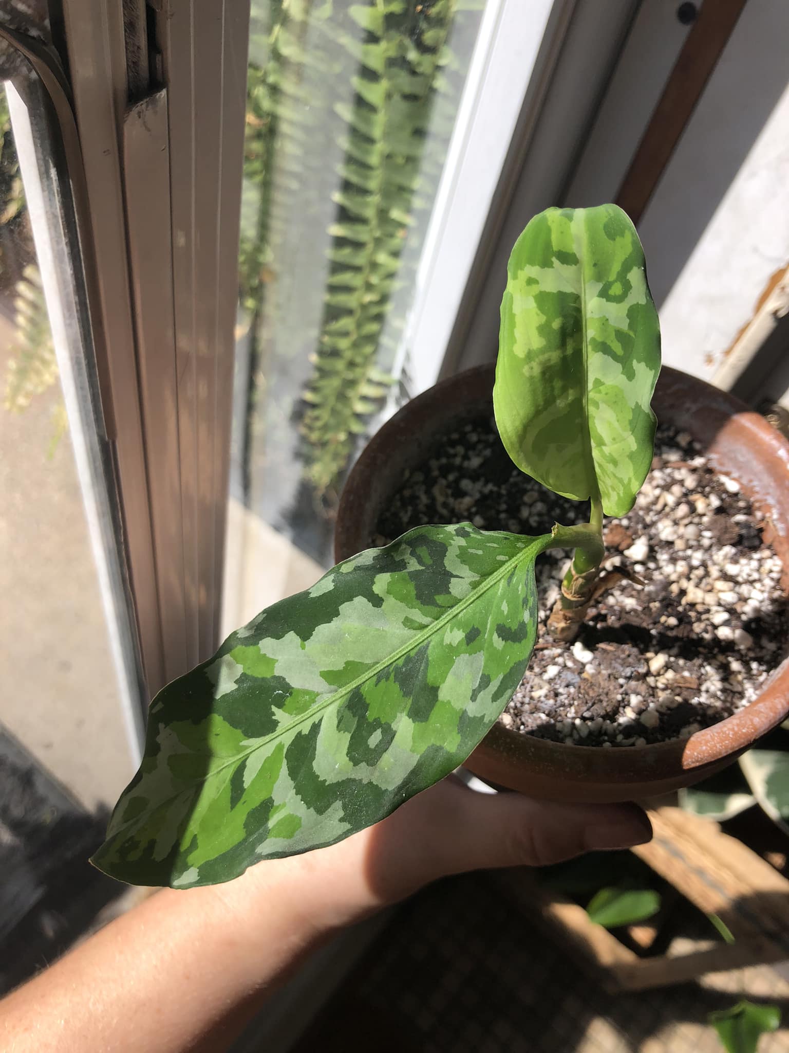 Aglaonema Hughes (Rare) 2 pots available Price: 8000 Yes its pricey