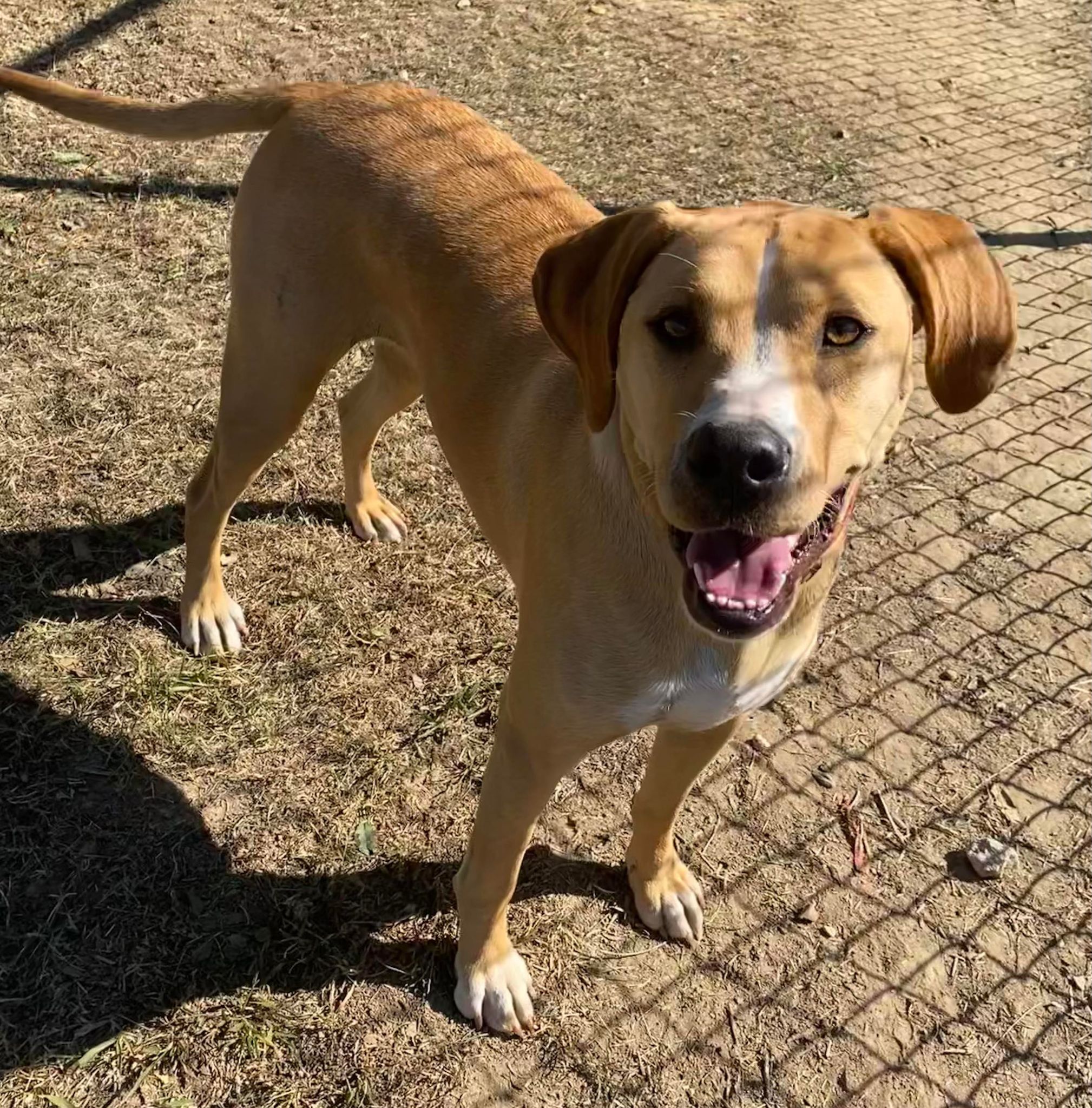 Humane Society of Marshall County - **** ADOPTED **** Ruby Thanos ...