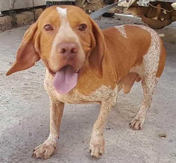Gozo SPCA - available for adoption, Butch is around 3-4... | Facebook