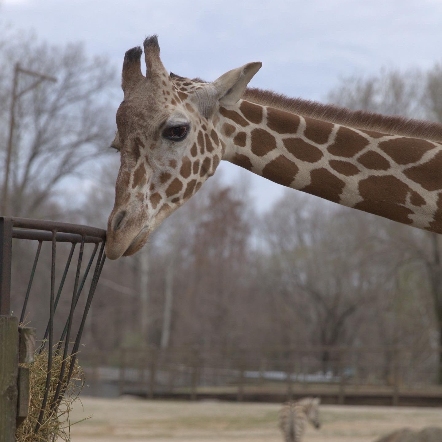 Today's... - Mesker Park Zoo & Botanic Garden | Facebook