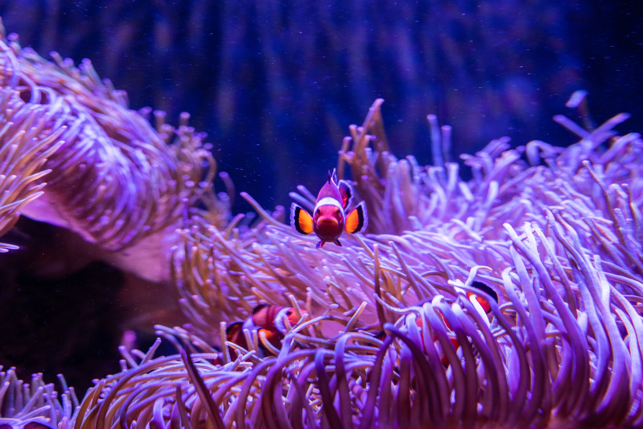 Picture of Georgia Aquarium - Ah-nem-oh-ne. Anemone! The clownfish this fish is ...