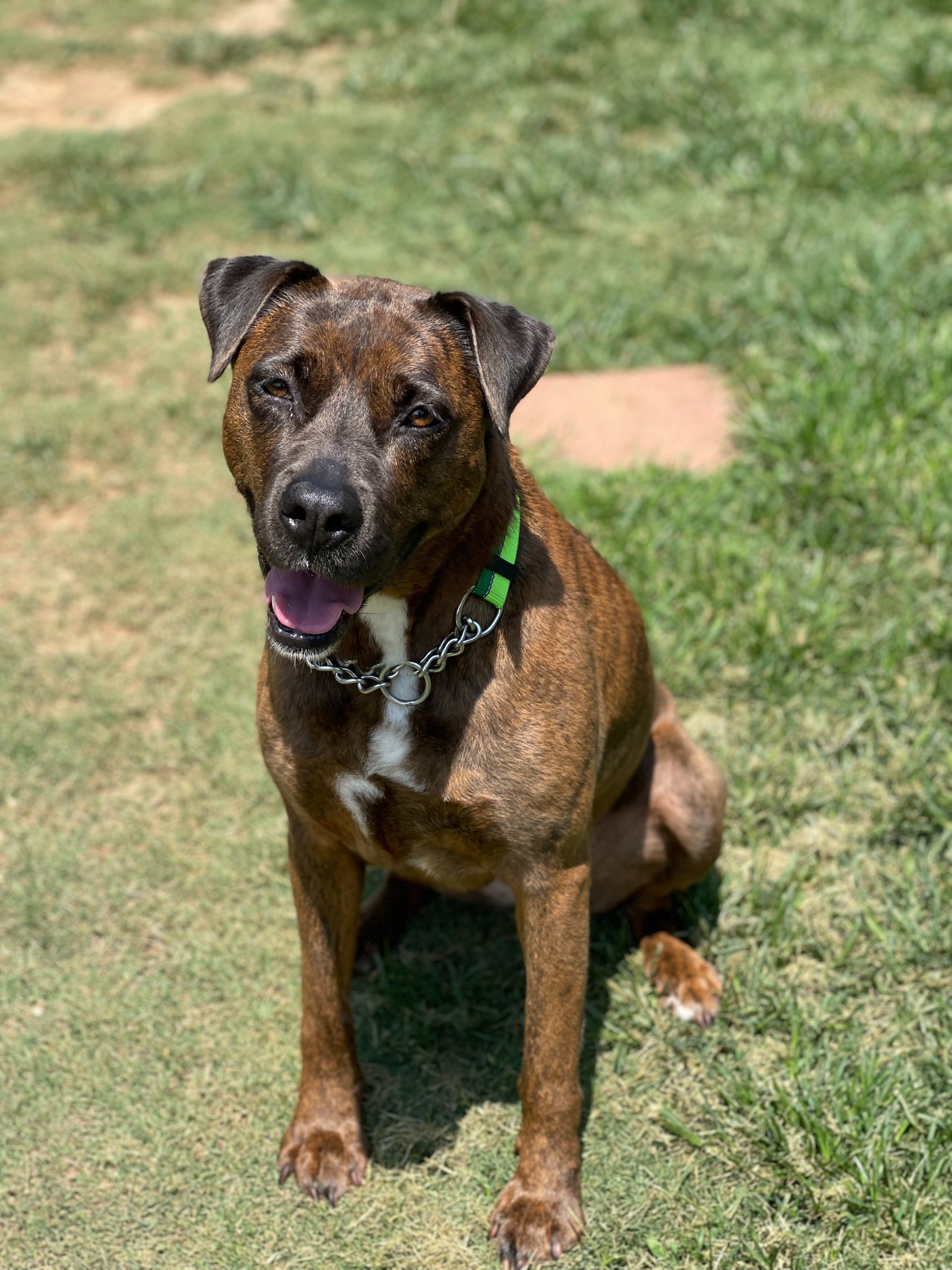 Meet Piper! (Female, Boxer... - Lake Norman Humane - LKNH