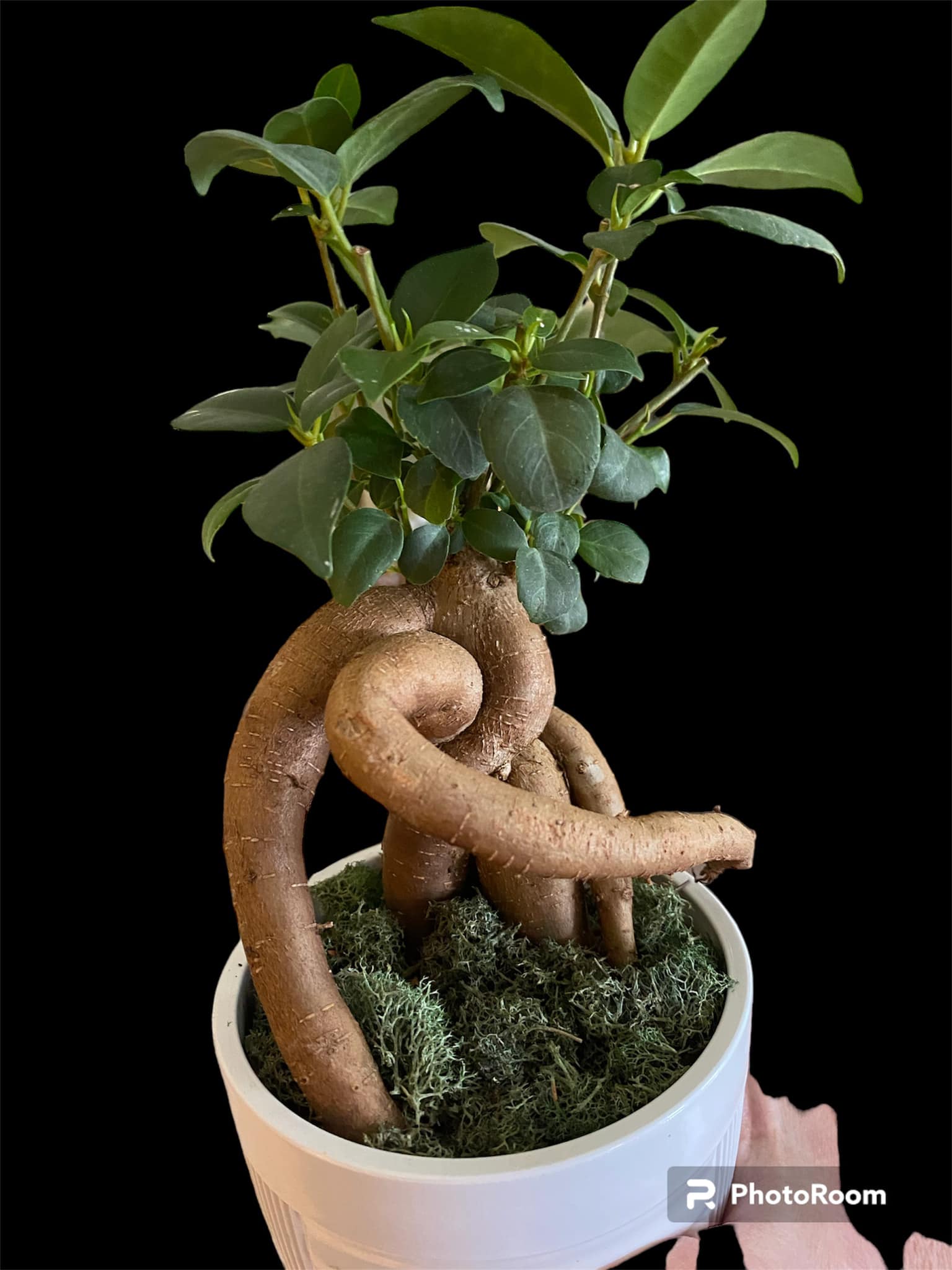 彩音 PSY-ON ORIGINAL CAUDEX POT③ Caudex planter collection✨ 📷 @jessiemarphoto #caudex