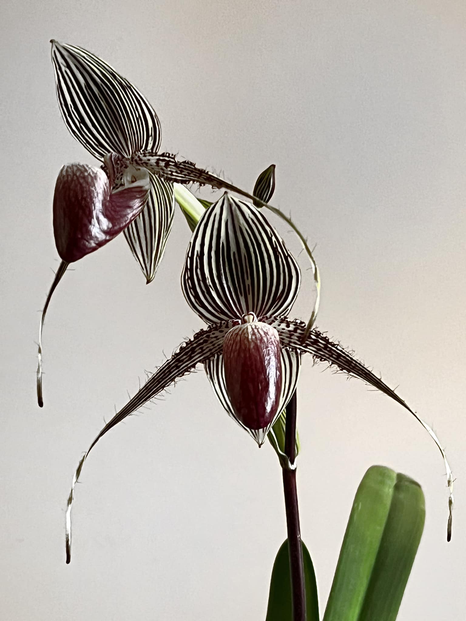 Paph rothschildianum orchid first bloom