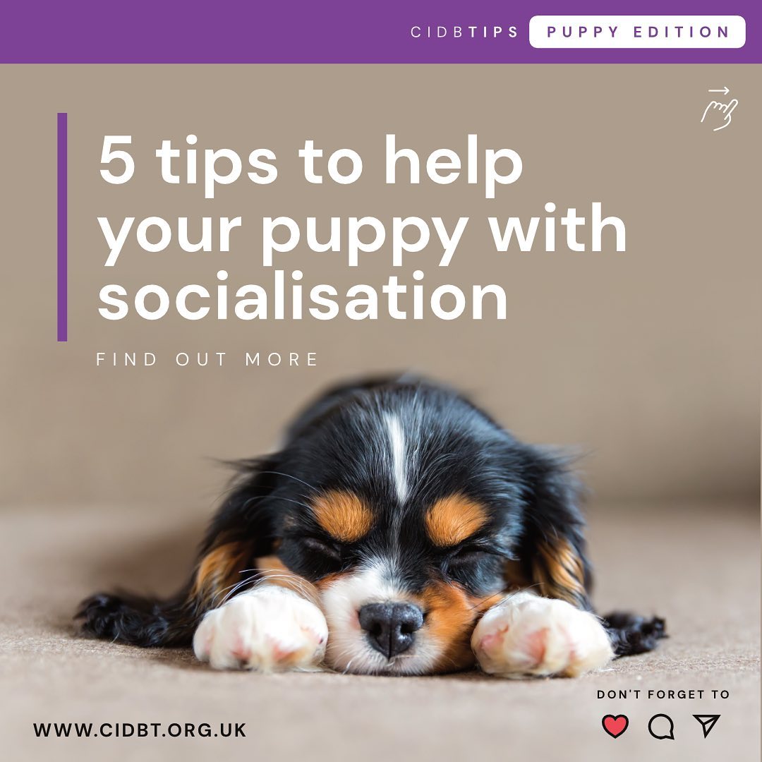 Canine and Feline Behaviour Association - CFBA