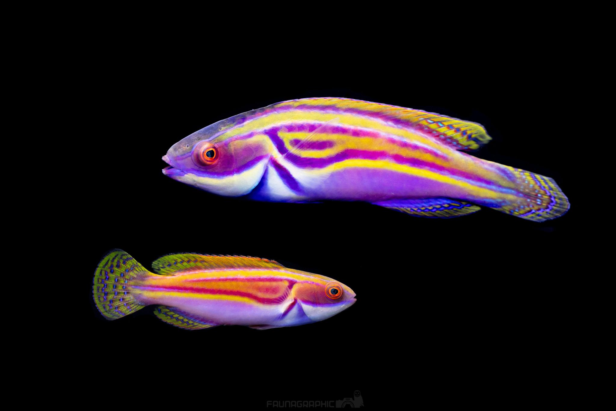 The absolutely stunning Laboutei... - Reef Secrets Aquariums | Facebook